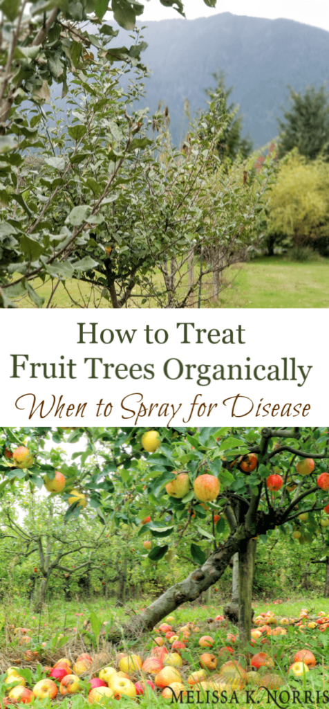 Pinterest pin on how to treat fruit trees organically (when to spray for disease). 