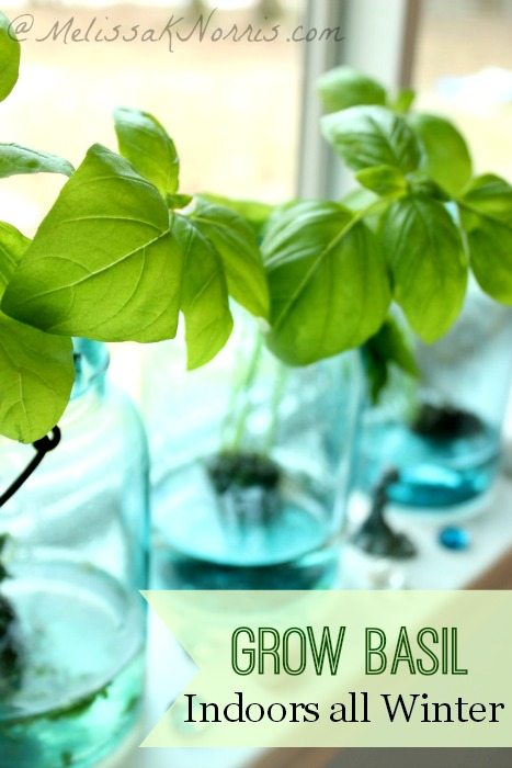Three jars with basil plants growing in them on a windowsill. Text overlay says, "Grow Basil Indoors All Winter".