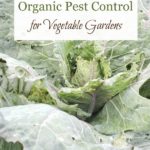 Pinterest pin for organic pest control. Image of a cabbage eaten by pests.