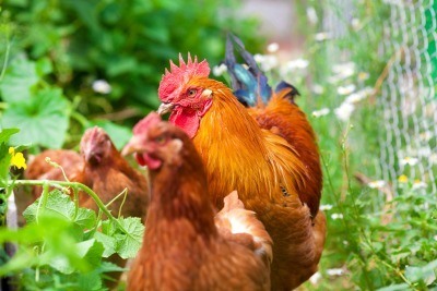 Image of three chickens in a garden. Text overlay says, "Using Chickens In The Garden: 13 Things You Need to Know for Success."