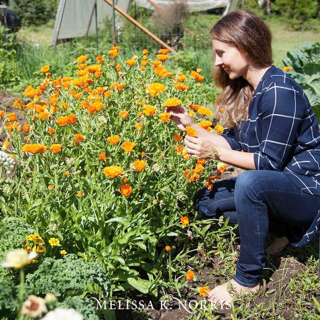 A woman kneeling in the garden next to a crop of calendula.