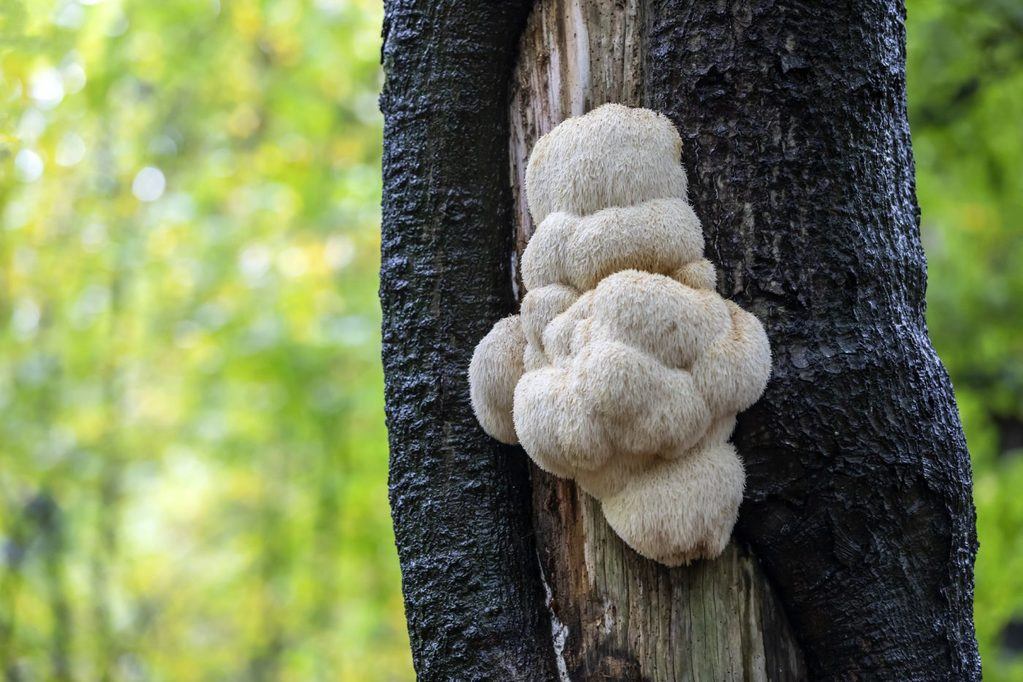 Lions Mane mushroom growing on tree