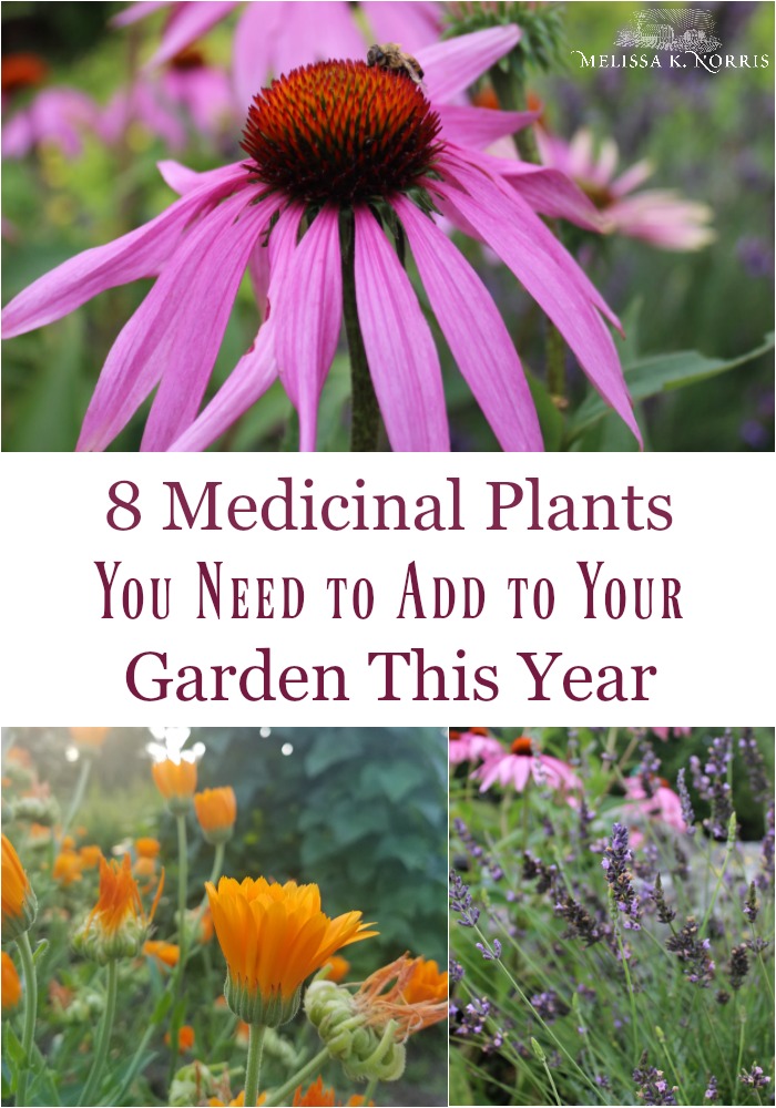 8 Medicinal Plants You Need to Add to Your Garden This Year - Melissa K ...