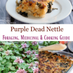 Pinterest pin for purple dead nettle foraging guide and recipes.