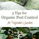 Pinterest pin for organic pest control for the vegetable garden.