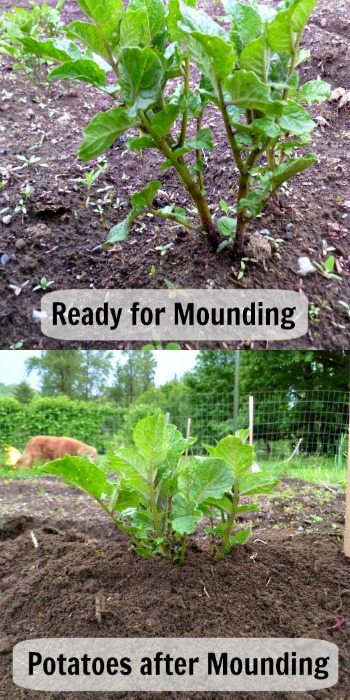 Two images, one of a potato plant with growth about 8 inches high, the other image of the potato having dirt mounded up and only a couple of inches showing.