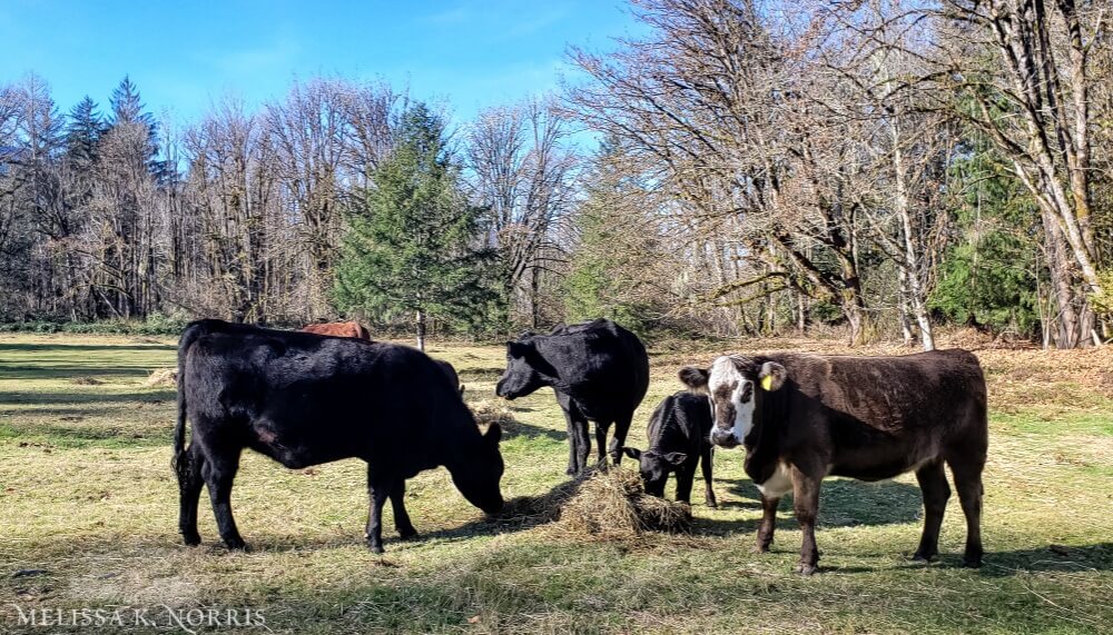 Beef cattle eating hay in the field.