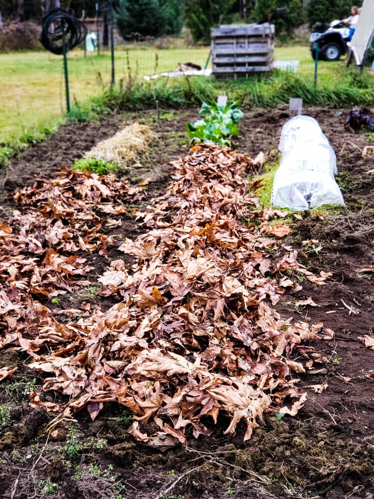 Image of a garden that has dried leaves layered on top of the soil for sheet composting.