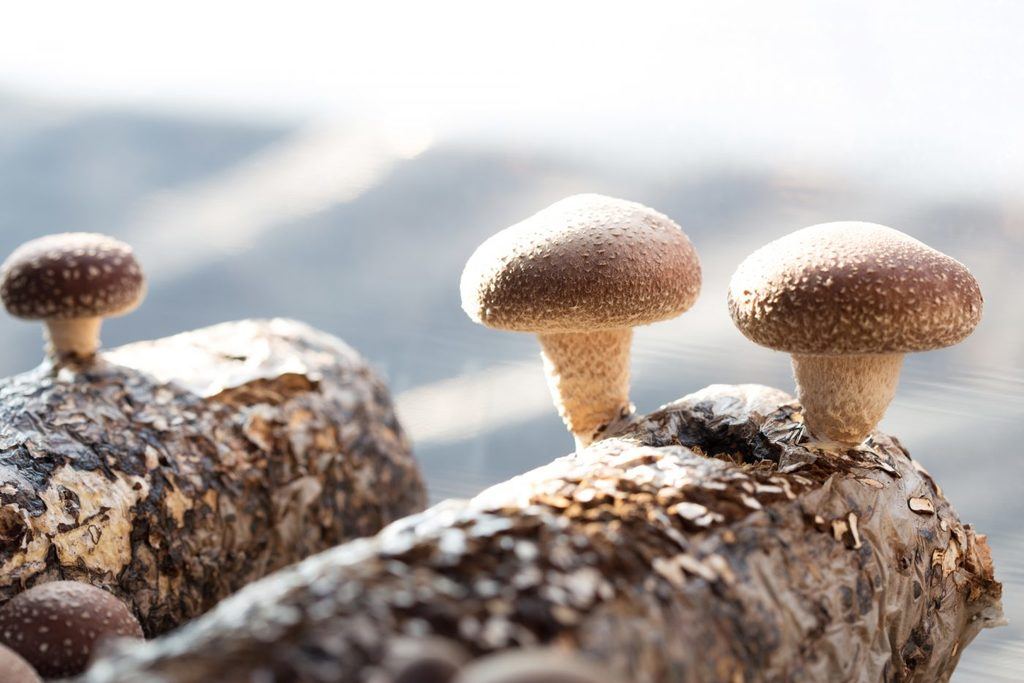 Shiitake mushroom growing on trees