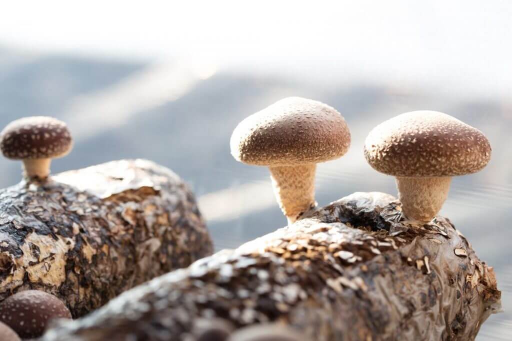 How to Grow Mushrooms at Home - Melissa K. Norris