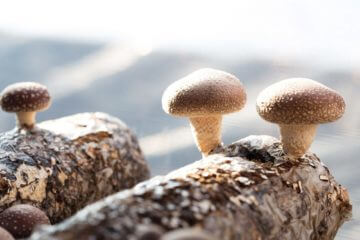 Lions Mane mushroom growing on tree