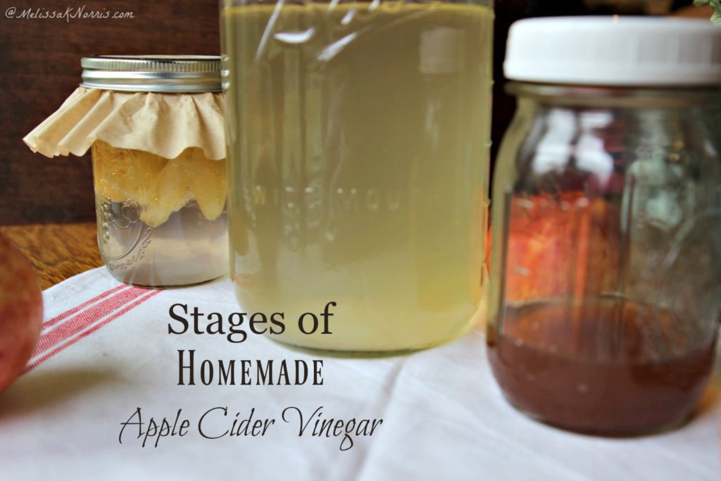 Three jars showing the different stages of homemade apple cider vinegar.