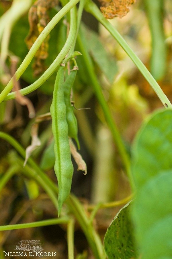 Tarheel green bean growing on a vine.