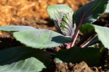 A plant growing in the garden surrounded by wood chip mulch.