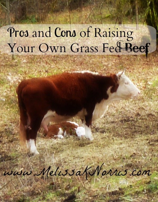 Pros And Cons Of Raising Your Own Grass Fed Beef