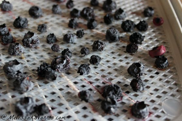 Dehydrated blueberries on a tray.