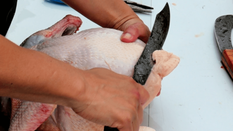 removing preening oil gland on chicken