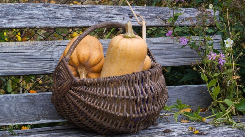 Basket of butternut squash on a wooden bench.