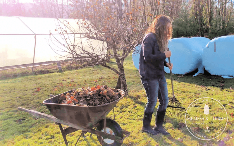 A woman raking around a fruit tree with a wheelbarrow full of debris and leaves.