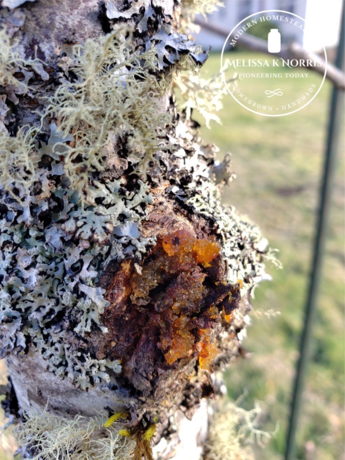 cherry tree disease on the bark of a cherry tree.