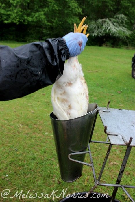 A chicken being lowered into a chicken butchering cone.