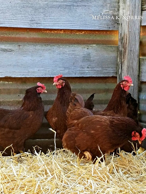 Chickens inside a chicken coop.