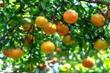 Citrus tree full of fruit.