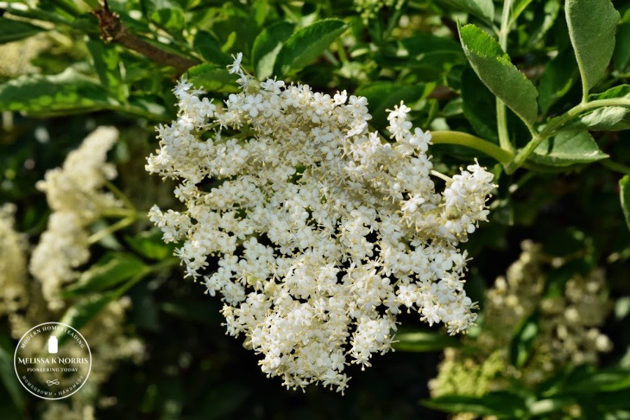 Elderberry flowers on a tree.