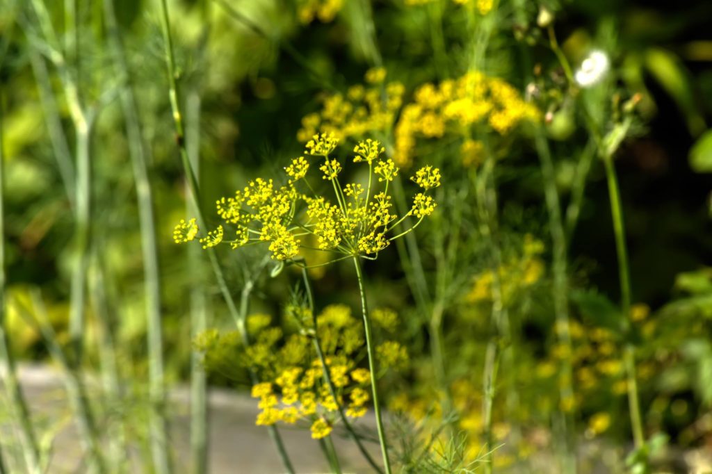 Fennel blossom