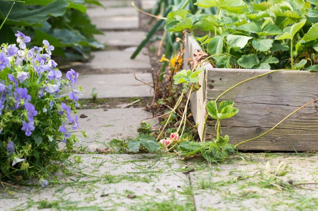 Close up photo of a raised garden bed with a stone path around it. Strawberry plants are overflowing the bed.