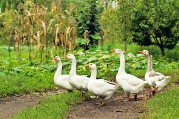flock of geese in front of garden