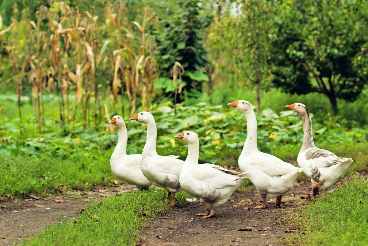 flock of geese in front of garden