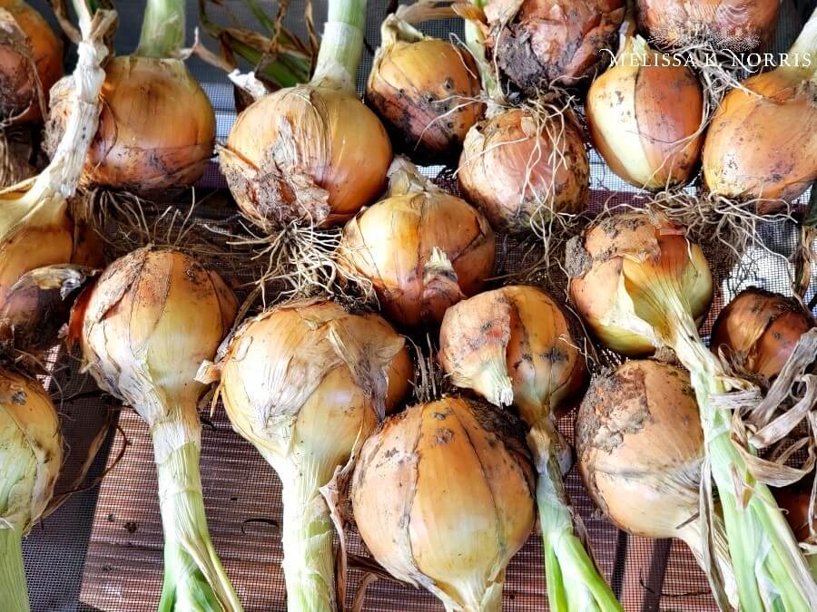 A table filled with onions ready for storage.