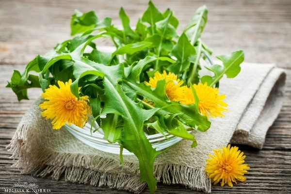 Pinterest pin containing three images. Top image is of fresh picked dandelions resting on a white napkin sitting on a whitewashed table. Bottom left image is fresh chickweed placed on a wooden table with a wood bowl in the background. Bottom right image is a steaming cup of tea in a white teacup placed on a white saucer, and garnished with fresh nettle leaves. Text overlay says "Edible and Medicinal Common Weeds in Your Backyard. How to Harvest, Cook, & Preserve".