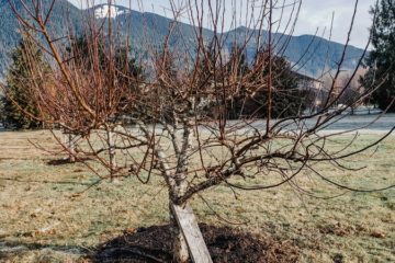 caring for fruit trees in winter remove broken branches or deadwood