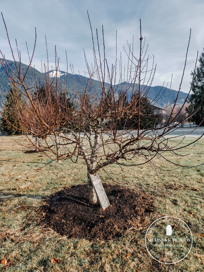 caring for fruit trees in winter remove broken branches or deadwood