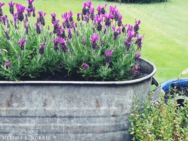A metal container with lavender growing inside.