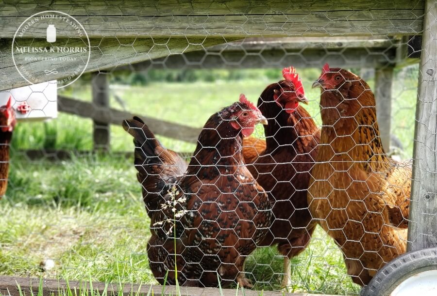 Chickens in a portable coop.