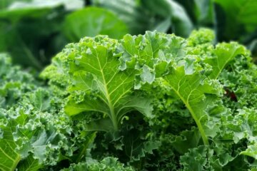 Kale growing in the garden.