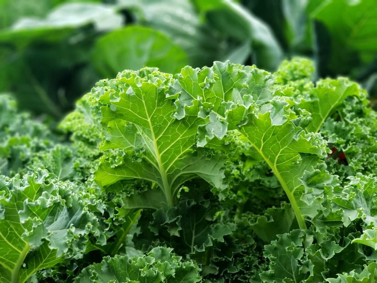 Kale growing in the garden.