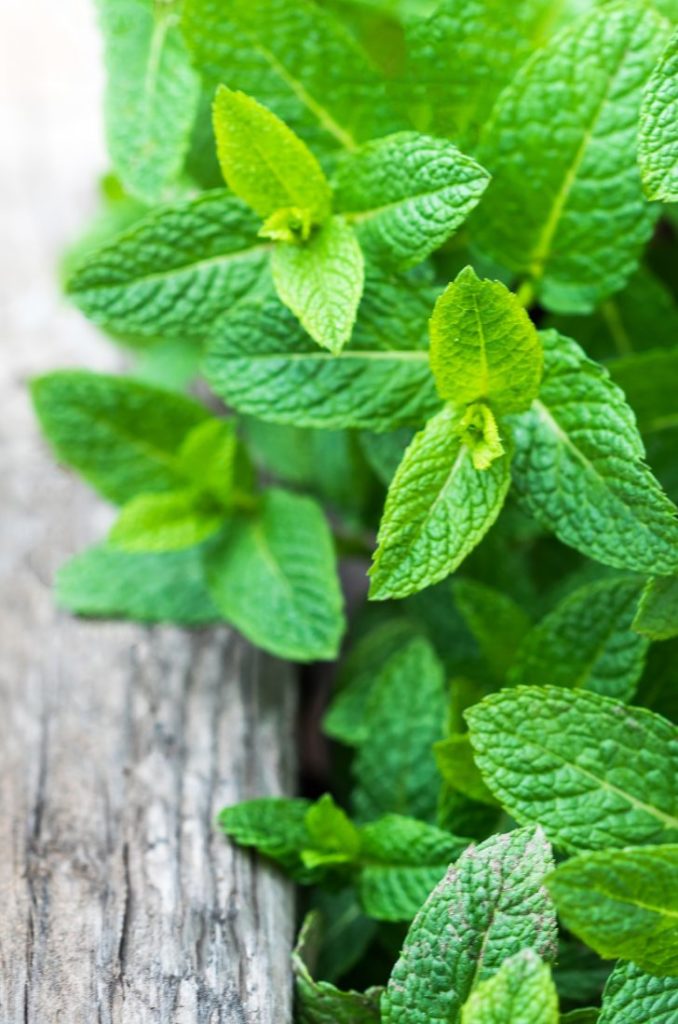 Lemonbalm in a planter.