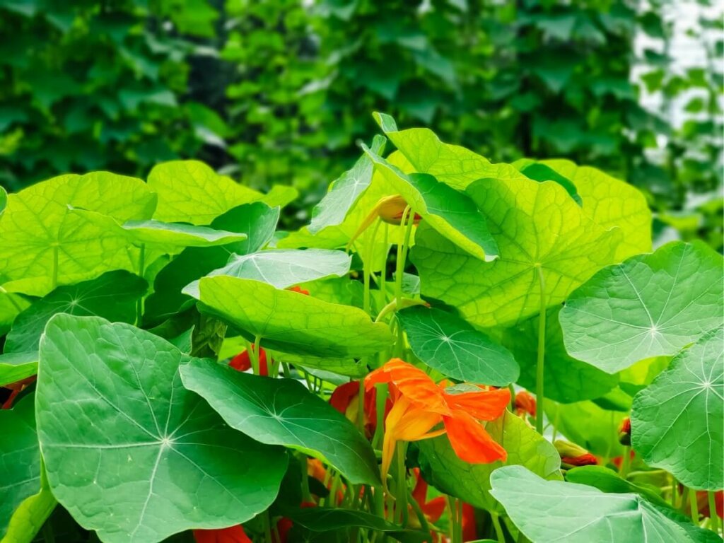 Orange nasturtium at base of brussel spants to repel bugs naturally