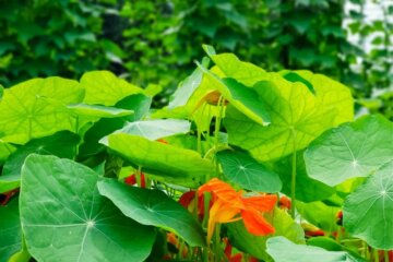 Orange nasturtium at base of brussel spants to repel bugs naturally