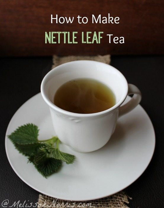 Wild Edible Plant Foraging How to Make Nettle Leaf Tea