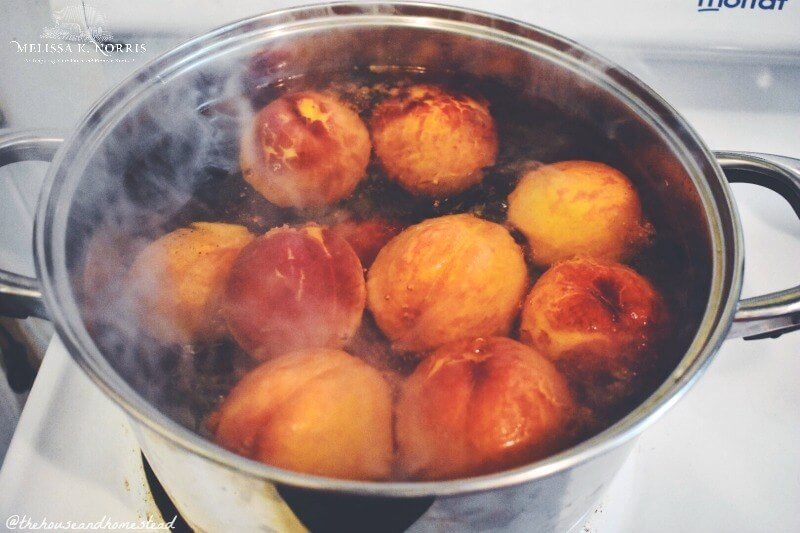 Multiple peaches in a large pot of boiling water getting blanched for easy peeling.