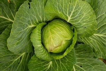 A vertical shot of a large head of cabbage in the garden.