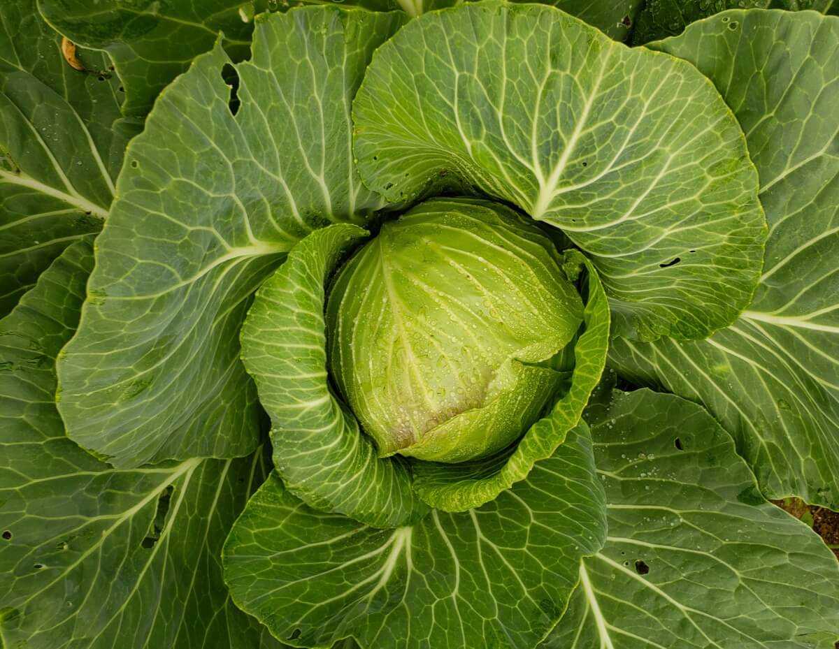 A vertical shot of a large head of cabbage in the garden.