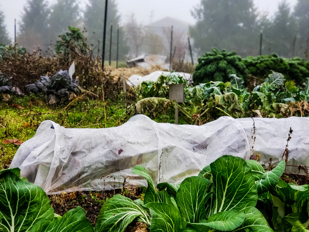 Using Vegetable Grow Bags in the Garden - Melissa K. Norris