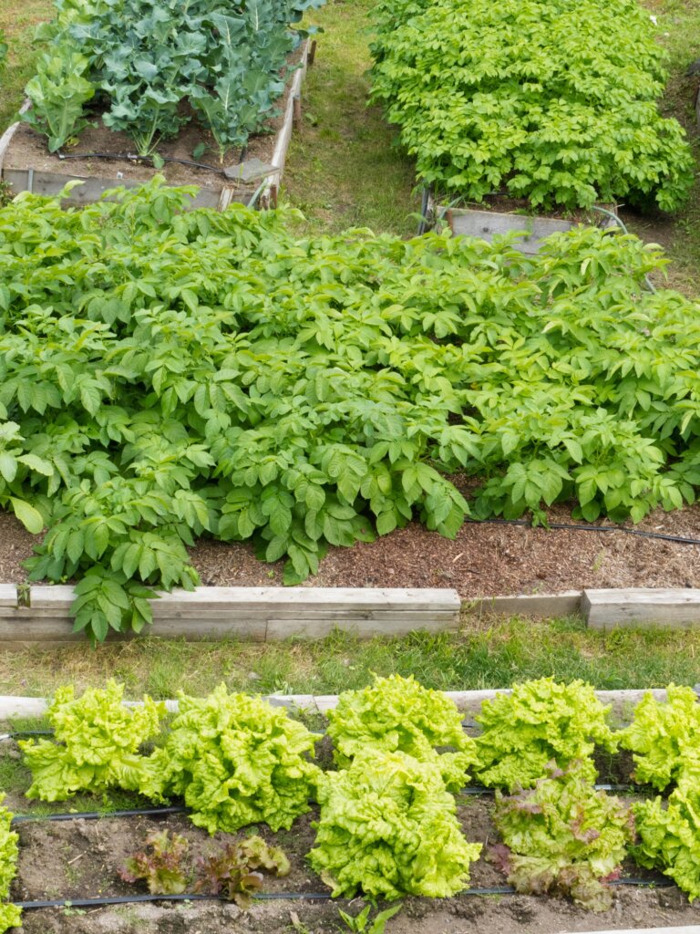 Raised garden beds with vegetables growing in them.