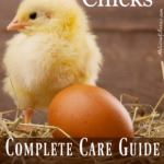 Raising Baby Chicks- Complete Beginners Guide to the First 6 Weeks